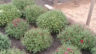 Мой первый опыт по выращиванию хризантемы- мультифлора