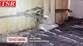 TSR PEST CONTROL AND WILDLIFE REMOVAL   emergency raccoon removal in Toronto