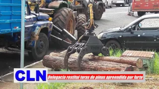 Delegacia restitui toras de pinus apreendida por furto.