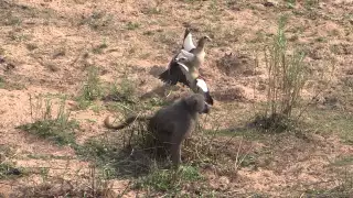 Egyptian Goose attack Baboon