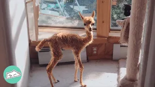 Tiny Alpaca Lives In House And Turns Into A Farm Diva  | Cuddle Buddies