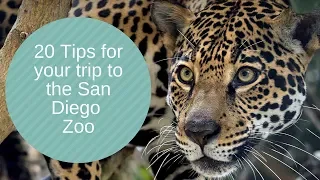 TIPS & TRICKS: The World Famous San Diego Zoo