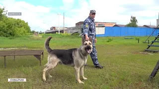 Брянские кинологи и их четвероногие напарники встречают профессиональный праздник на посту