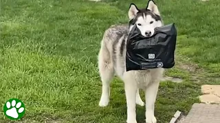 Apparently delivery man is the best job ever for animal lovers