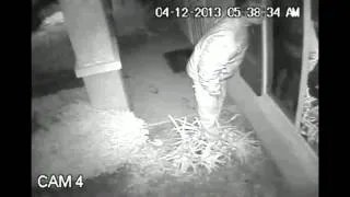 RAW: Police seek prowler peeping at underage girl