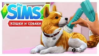 ДАРИК БОЛЕН? 🏣The Sims 4: Кошки и собаки #9