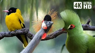 Most Magnificent Birds of Africa | Stress Relief | Calming Sounds | Birds Chirping | Stunning Nature