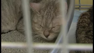 Homes needed for more than 60 cats rescued from hoarding situation
