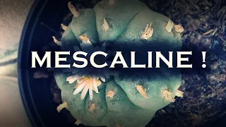 Shocking Truth About Mescaline (Peyote)