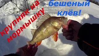 Бешеный клёв на мормышку. Крупный окунь и сорога.