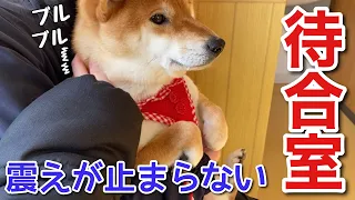 【柴犬】年に一度の注射が怖すぎて震えが止まらなくなってしまった犬