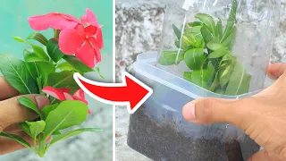 Now you will only use this propagation method! ✅ | How to grow Vinca plant cuttings (It Never Fails)