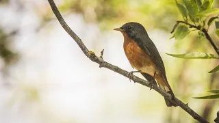 Kashmir flycatcher migrates through budgam kashmir