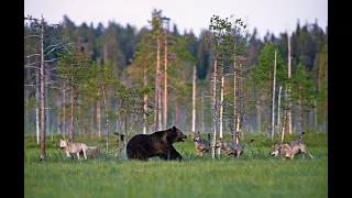 Один гризли против целой стаи волков(это видео повергнет вас в шок)!