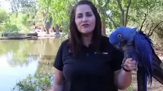 Why the Phoenix Zoo on Arizona Gives Day?