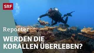 Der Korallengärtner – Rettungsversuch für ein Riff | Reporter | SRF
