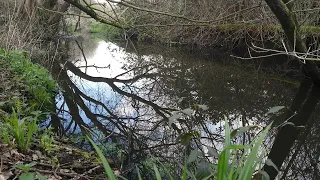 🇮🇪 RIVER FLOWING THREW🌲ANCIENT IRISH FOREST🌲SPRING🌲#tranquility🌲HELP site WATCH video🙏subscribe🙏