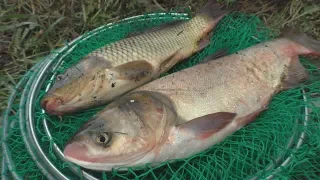 Рецепт быстрого приготовления  технопланктона . Ловля карпа и толстолоба. My fishing