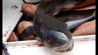 BOAT LIMIT OF COBIA WHILE BIG SNAPS WERE CHEWING!!! | COMMERCIAL FISHING FLORIDA