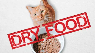 Why You Shouldn't Feed Your Cat Dry Food