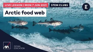 Arctic food web | AXA Arctic Live 2021 | STEM clubs / Ages 7-14