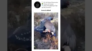 Love Is Blind For This Capercaillie