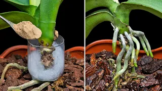 This Miracle Powder Makes Roots And Young Leaves Instantly