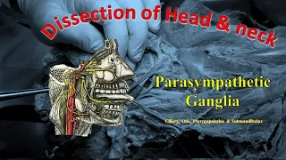 Parasympathetic ganglia of head and neck