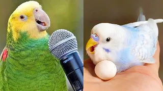 Smart And Funny Parrots Parrot Talking Videos Compilation (2023) - Cute Birds #8