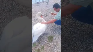 Long island man picks up wild swan  #wow #swan #animalshorts #fyp