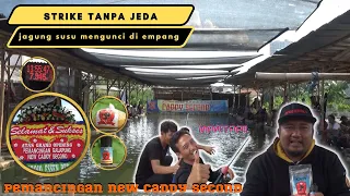 STRIKE TANPA JEDA||GRAND OPENING PEMANCINGAN NEW CADDY SECOND||EDAN MANCING SEBRAK!|DASSYAAATTT!!!