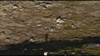 Wolf chasing a baby goat