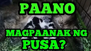 PAANO MAGPAANAK NG PUSA.vlog#41