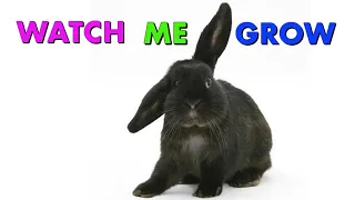 How fast does a bunny grow? How fast do baby rabbits grow? (1 to 28 days)  Cute Baby Rabbits Growing