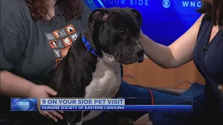 9 on Your Side Pet Visit – Guinness