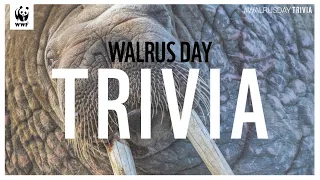 Walrus Trivia