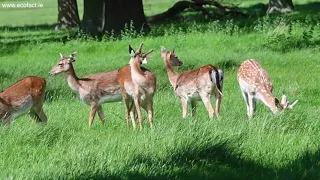 Wild Fallow Deer in Dublin's Phoenix Park, May 2022