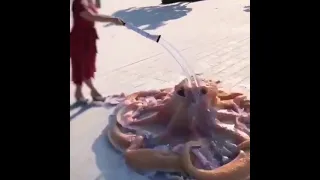 Octopus Breaking Out Of Shell