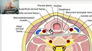 Anatomy for applied medical science(Respiratory Department) 4 (Trachea), by Dr.Wahdan