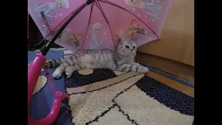 Шотландская вислоухая Кошка под Зонтом 😻Игры с Кошкой Хлоя Scottish Fold Cat  Коты и кошки