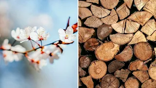 Maine Firewood, Apple Blossoms, Forest Trail Tour, & Pine Tree Growth