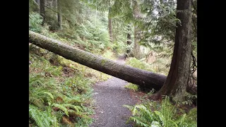 Tree Falls in the Forest