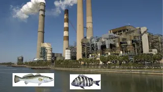 Fishing a Powerplant with Live Shrimp!!!(Trout/Sheepshead)