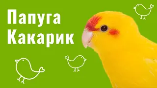 КАКАРИК — УСЕ ПРО ПОРОДУ ТА ДОГЛЯД ЗА НЕЮ