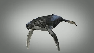 3D Humpback Whale Animation  Rendered
