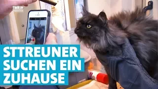 Tierschützer auf der Suche nach Katzenbesitzer