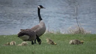 Goslings on the Baraboo River