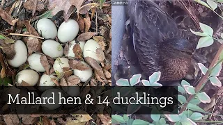 14 Mallard duck eggs to ducklings | From laying to leaving