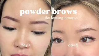 ombre powder brows healing process | 5 weeks