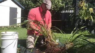 Quickest way to divide a large overgrown cymbidium...?